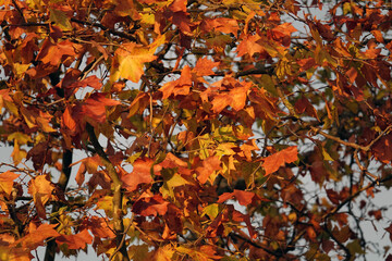 C'est l'automne, des feuilles colorées par milliers