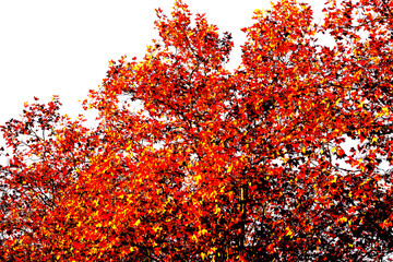 C'est l'automne, des feuilles colorées par milliers - obrazy, fototapety, plakaty