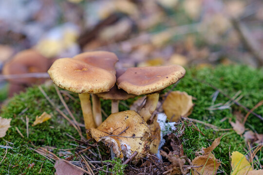 Closeup of vibrant mushrooms growing on forest floor