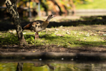Egyptian goose in the green park