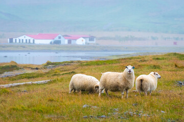 Fototapeta premium Landscape of the East Fjords (Iceland)
