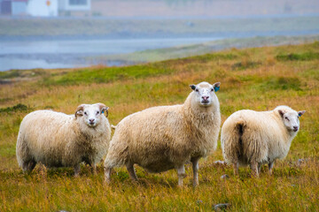 Landscape of the East Fjords (Iceland)