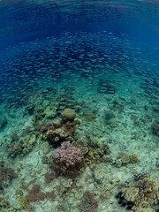 Fototapeta na wymiar Reef Fishes over the Corals