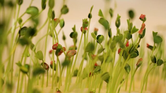 Laboratory Research of Plant Diseases. Phytoexamination of Seeds. Agriculture