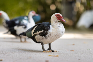 A musk duck with a large red bill stands on a path in the park