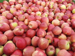 Äpfel der Sorte Braeburn in Kisten geerntet