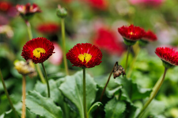 macro photography of natural flowers with details