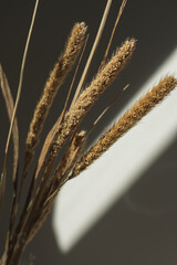Dried pampas grass bouquet with shadows on the wall. Silhouette in sun light. Aesthetic minimal...