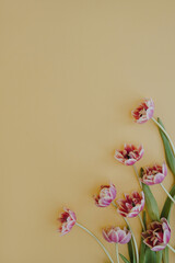 Tulip flowers on pastel yellow background with copy space. Flat lay, top view