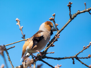 The hawfinch (Coccothraustes coccothraustes) - bulky headed bird, with short tail, head is orange-brown with black eyestripe and bib and massive bill on a  branch in tree in air