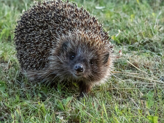 Close-up shot of the adult European hedgehog (Erinaceus europaeus) with focus on face and nose