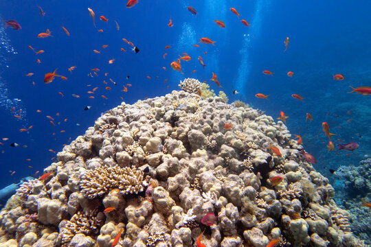 Colorful coral reef at the bottom of tropical sea, porites corals and fishes Anthias, underwater landscape