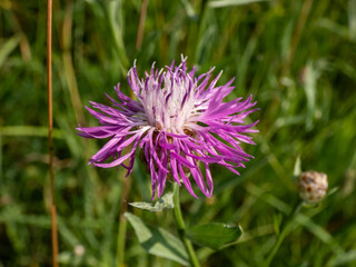 Close-up shot of the knapweed (centaurea) blooming with purple flower in a meadow in sunlight