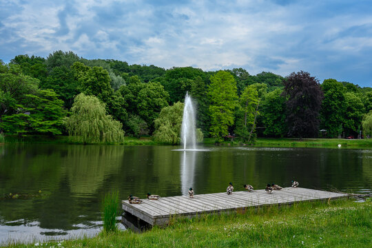 Enten am Schwanenteich im Schlossbezirk von Spremberg