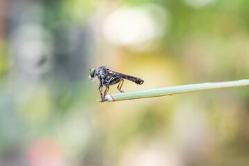 Ommatius is a genus of flies