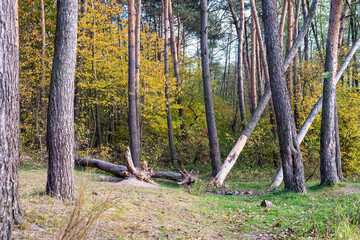 Pine forest with fallen trees in autumn