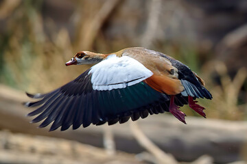 Egyptian Goose in Flight