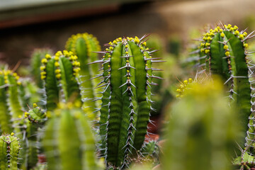 macro photography of natural flowers with details