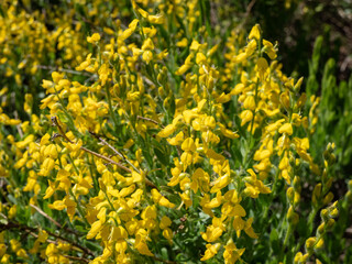 Fototapeta premium The German greenweed (Genista germanica) growing in park and blooming with yellow flowers, that are gathered in short racemes