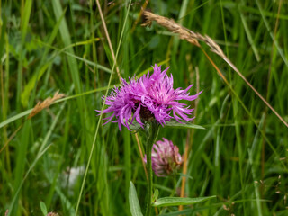 Close-up shot of the knapweed (centaurea) blooming with purple flower in a meadow in sunlight