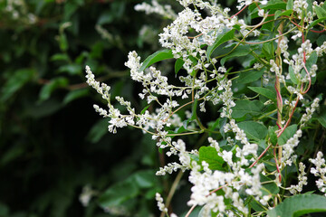 flowers knotweed white background
