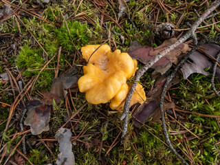 Golden chanterelle mushrooms growing in the forest, covered with dirt and moss among forest vegetation. Nature scenery