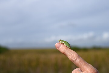 Close up of an American green tree frog chilling on a human finger, with dead space for text. Tiny frog with yellow eyes