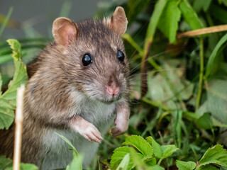 Close-up shot of the Common rat (Rattus norvegicus) with dark grey and brown fur standing on back paws in the grass