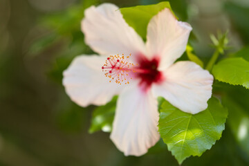 Beautiful white hibiscus with pink middle in a green garden