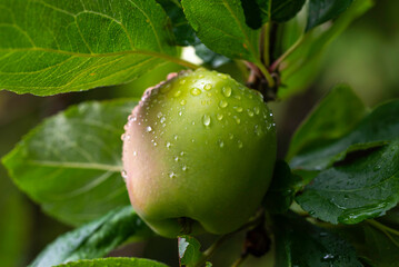 close up of a green apple with water droplets. Finland.