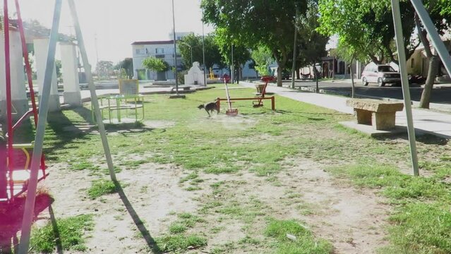 Perrito jugando con pelota 4