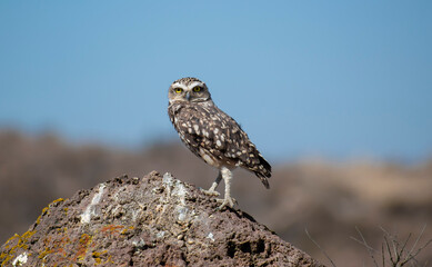 Lechuza de los arenales 