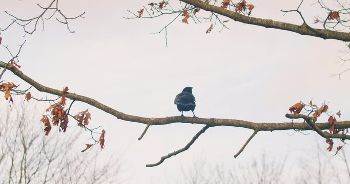 Black raven on a tree branch in sunset lighting in the evening. The bird sits on an autumn tree and flies away. 