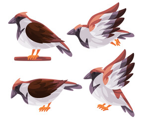 Sparrow bird Italian passer poses fly stand with white brown color graphic illustration