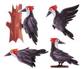 Woodpecker Picidae bird poses fly stand with red head white black color graphic illustration