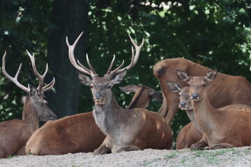 Naklejka na ściany i meble A herd of lounging deer., deer in the forest, Poland