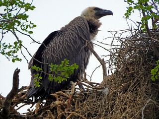 Eagle, Kruger National Park, South Africa