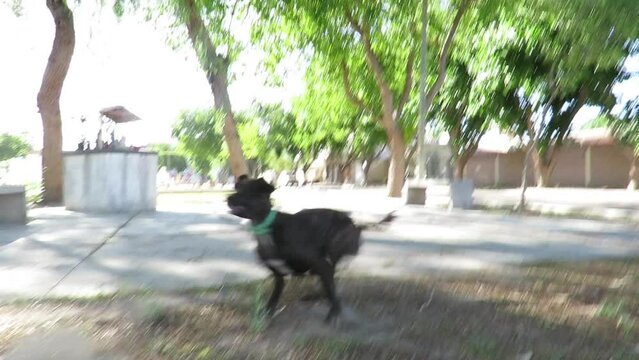 Perrito jugando con pelota 3