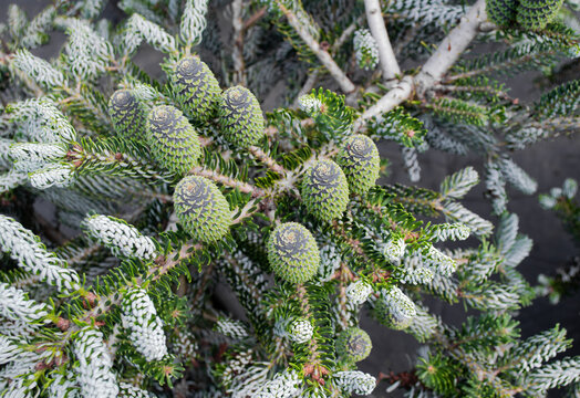 Close-up of Korean fir, variations of Silberlock. Shoots, and black with green cones on coniferous branches