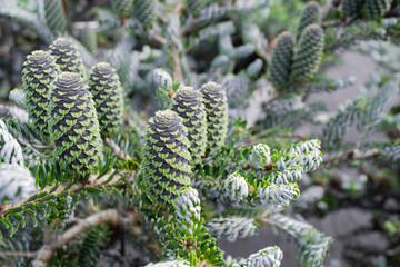 Close-up of Korean fir, variations of Silberlock. Shoots, and black with green cones on coniferous branches