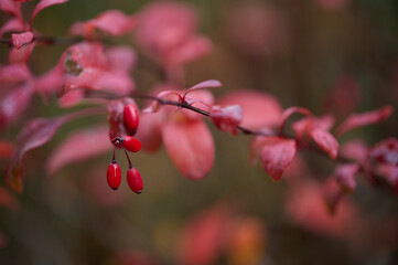 Berries of barberry tree with reddish leaves in woods