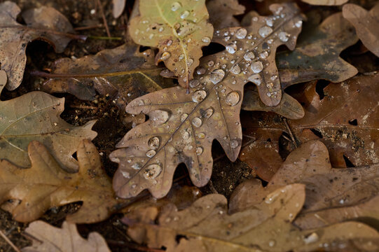 Waterdrops on dry oak leaf in forest