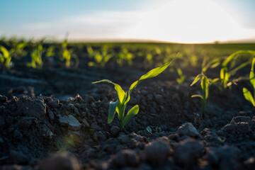 Young green crops of corn on agricultural field in the sunset. Corn plants growing in rows. Agriculture.