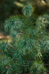 Fototapeta na wymiar pine branch close-up
