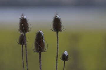 Obraz premium close up of a wild teasel in winter
