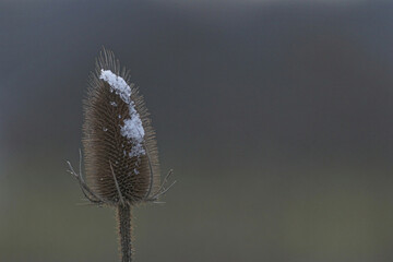 close up of a wild teasel in winter