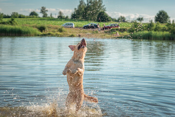Fototapeta na wymiar A beautiful thoroughbred fawn labrador swims in the lake in sunny weather.