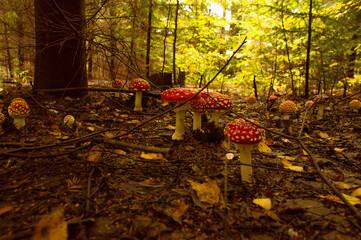 Czerwone muchomory w jesiennym lesie © Sebastian