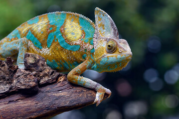 Veiled chameleon on a tree branch