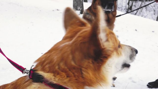 A corgi dog walks outside in winter. The dog is waiting for its owner in winter